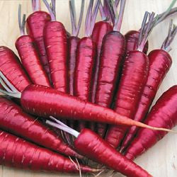 Purple Dragon Carrot (300 seeds)