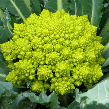 Broccoli Romanesco (50 seeds)