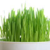 Wheatgrass Seed - Organic NON-GMO (Choose Size)